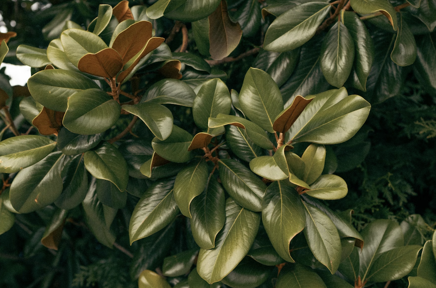 leaves design nature inspired_acurio lattice